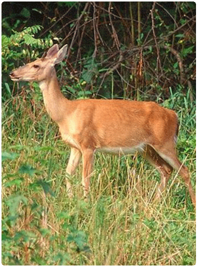 sickly-looking deer