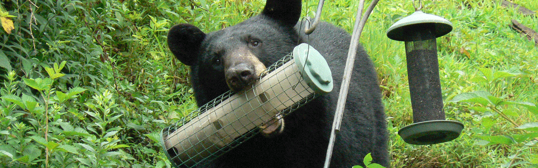 Bear attacking a birdfeeder