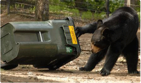 Bear in trash can