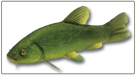 tench