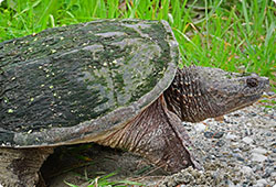 close up snapping turtle