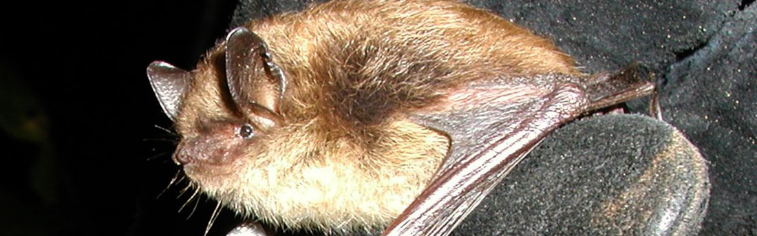 little brown bat