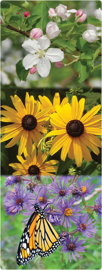 four different flowers including apple blossoms and black-eyed susans