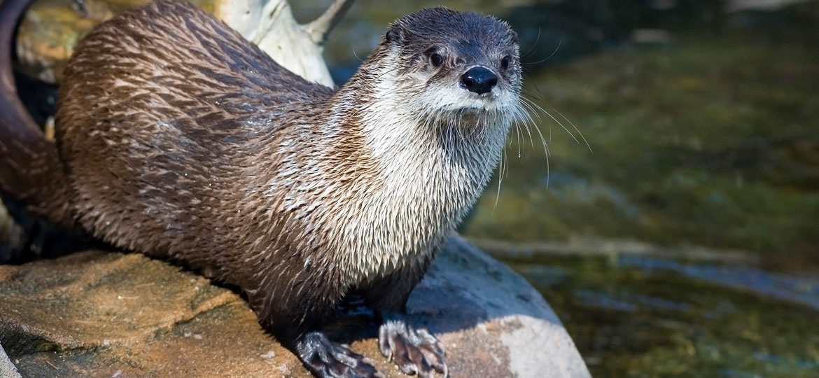 River Otter