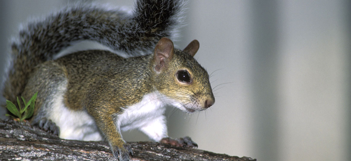 Gray Squirrel