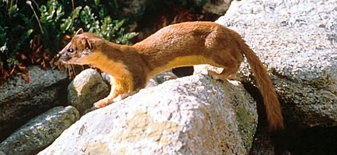 Long-tailed Weasel