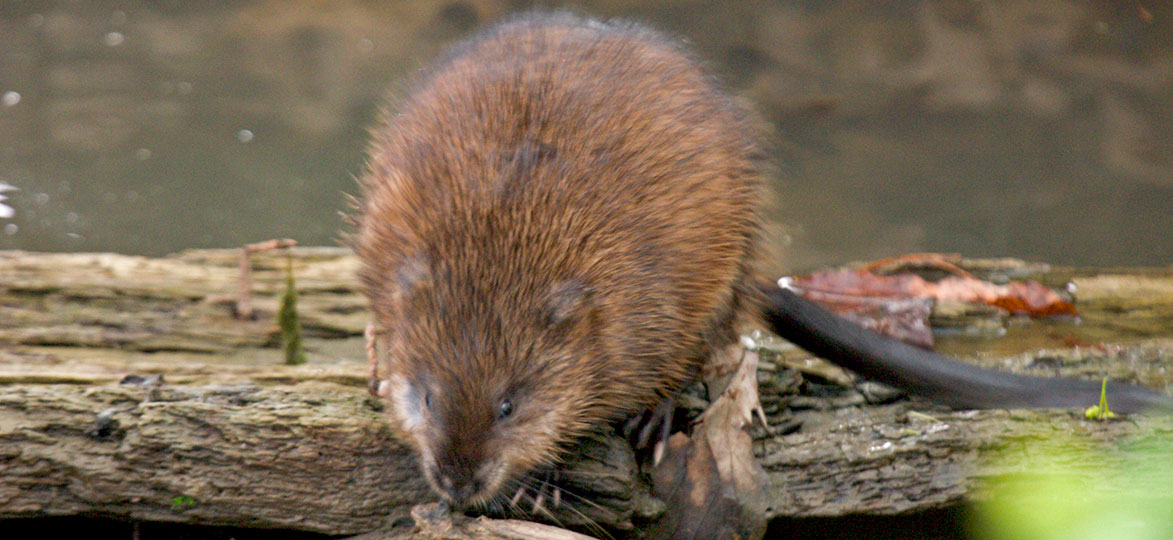 Muskrat