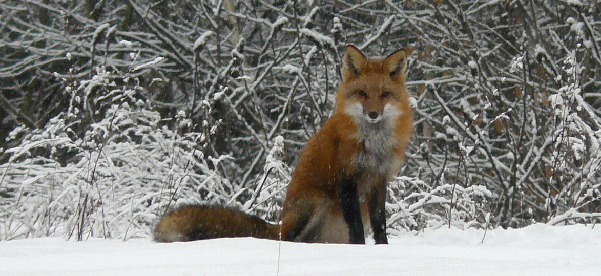 red fox in winter