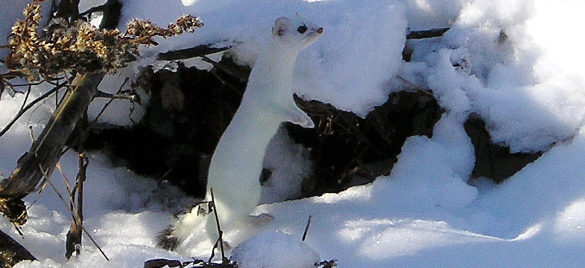 Short-tailed Weasel