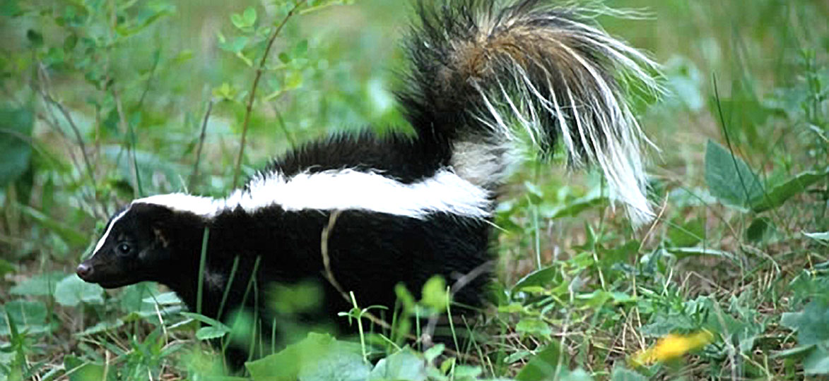 Striped Skunk