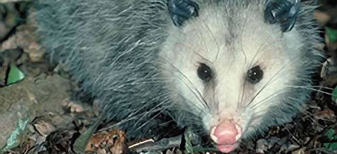 Virginia Opossum