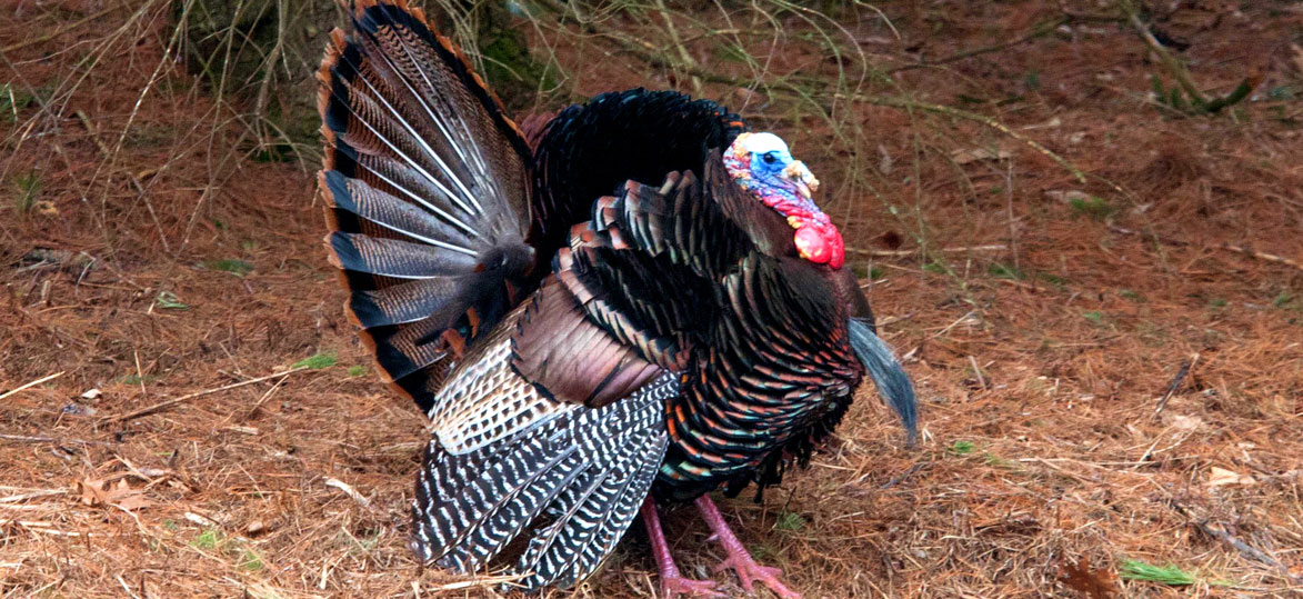 Eastern Wild Turkey