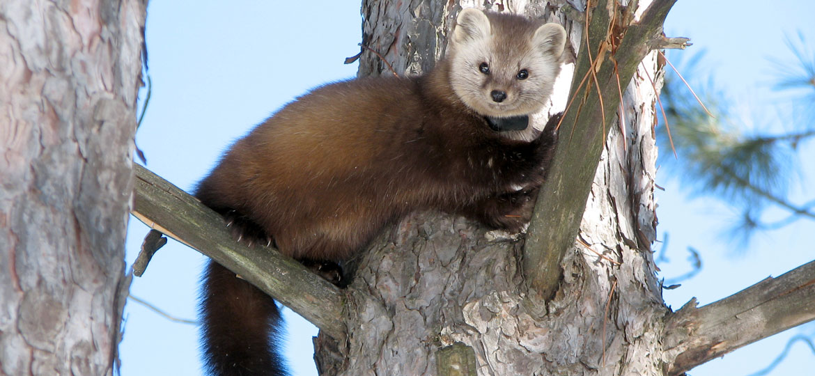 pine marten