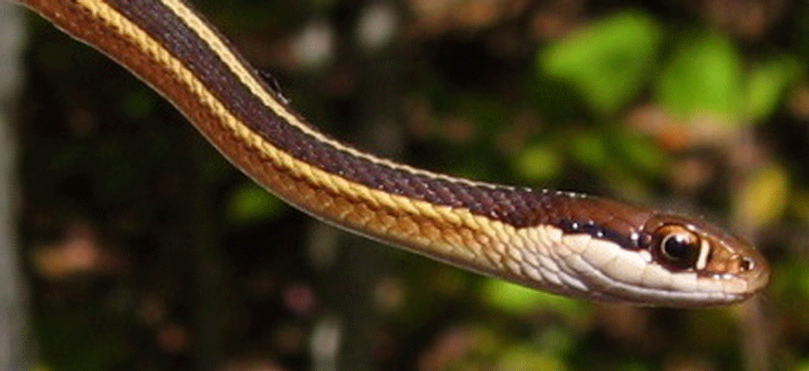 eastern ribbonsnake