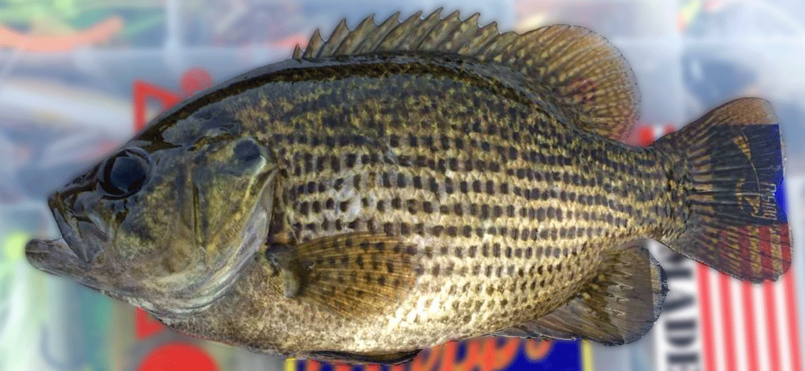 rock bass