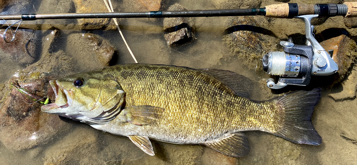 smallmouth bass