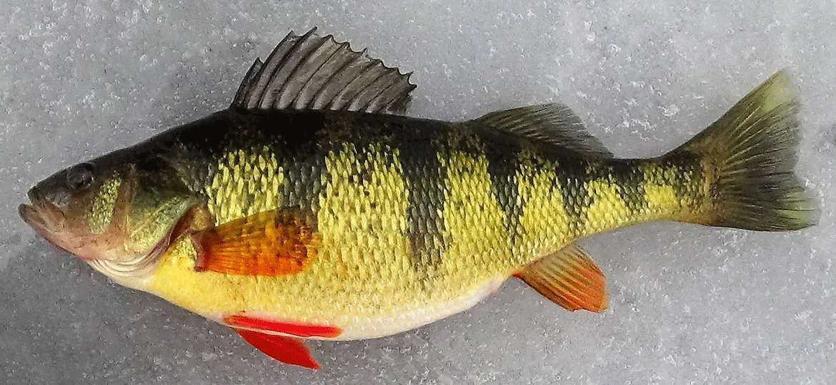 yellow perch