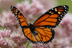 monarch butterfly