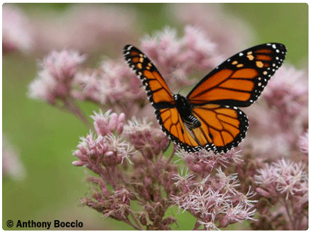 monarch butterfly on milkweed plant