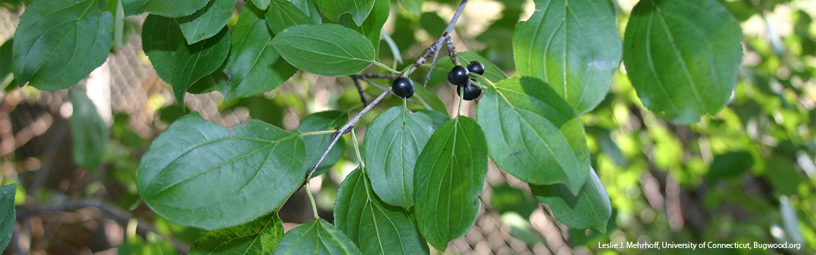 Common Buckthorn
