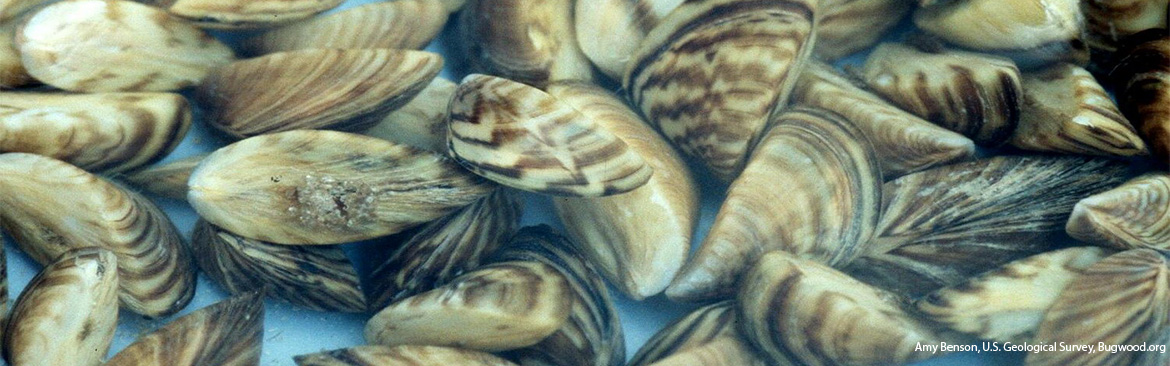 Zebra Mussels