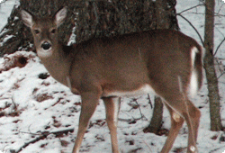 white-tailed deer