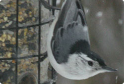 songbird on a feeder