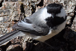 chickadee on side of tree