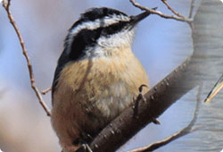 nuthatch on a branch