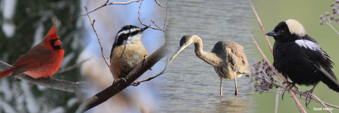 collect of birds including cardinal, heron and nuthatch