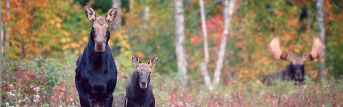 Moose Family