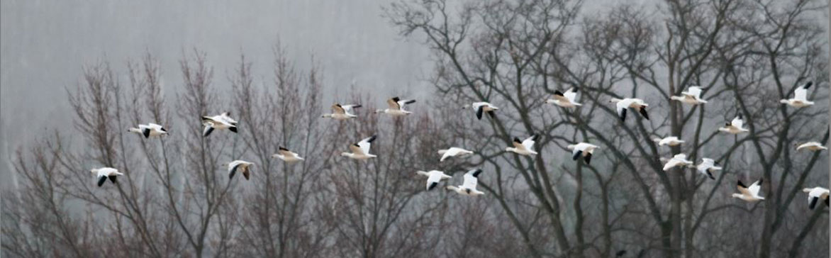 flying snow geese