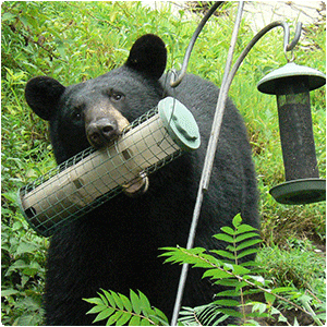 Bear on feeder