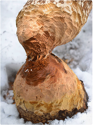 This tree shows sign of beaver activity