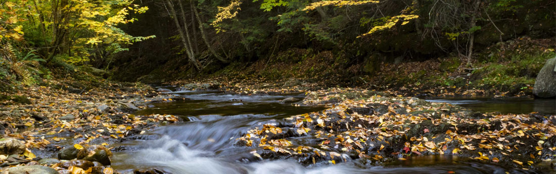 stream in fall