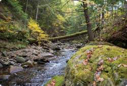 Riparian area of a brook 