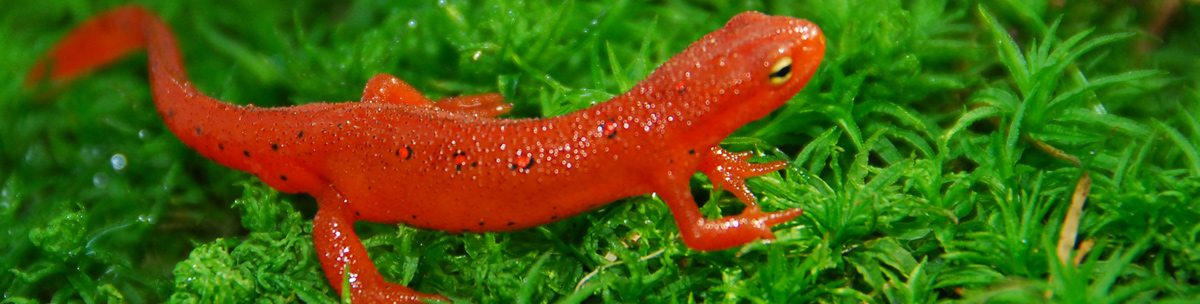 Red Eft