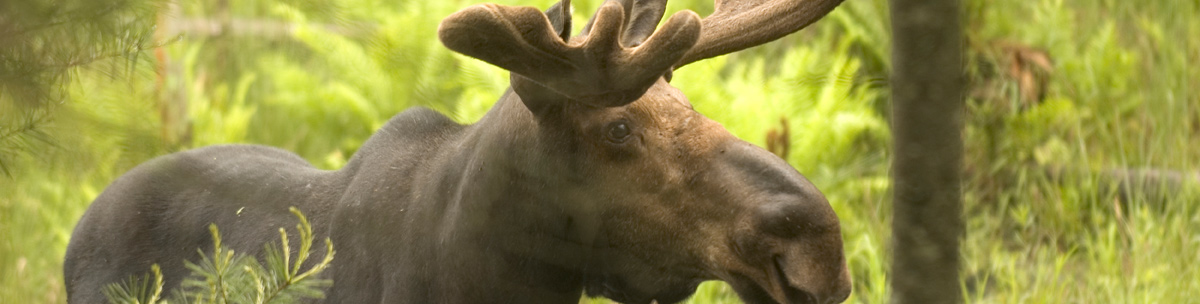 Bull Moose in Velvet