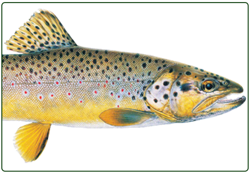 brown trout