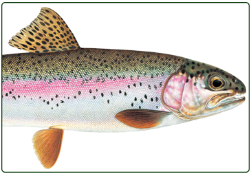 rainbow trout