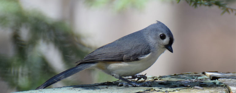 tufted titmouse