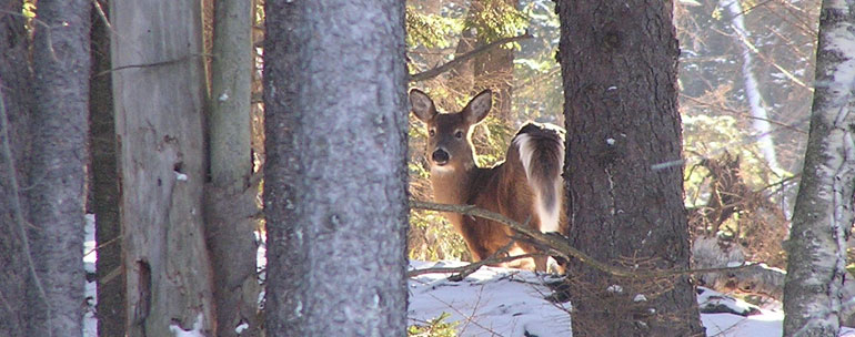 deer in woods
