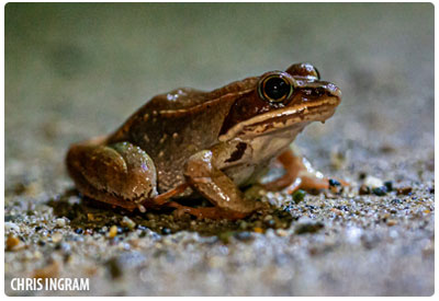 wood frog