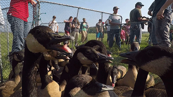 flock of geese in a pen