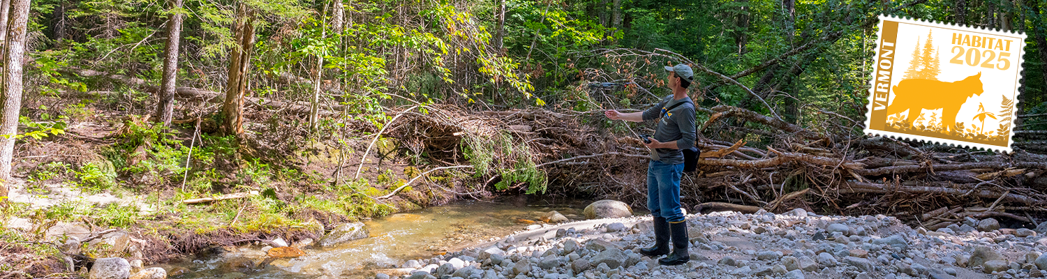 Fish biologist stands on river bank with a strategic wood addition for improved aquatic habitat