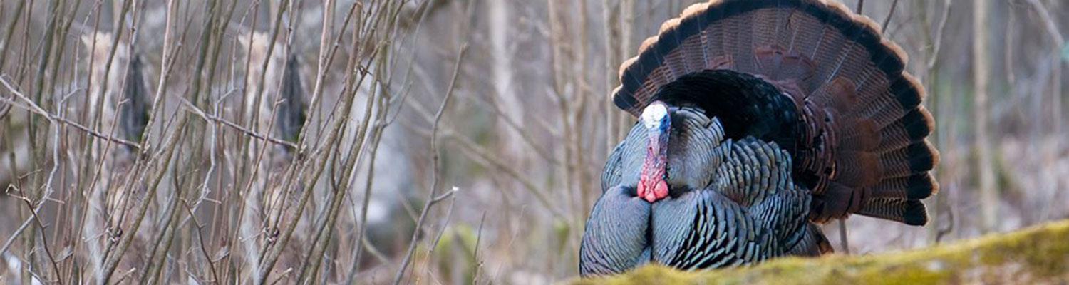 Male turkey on full display