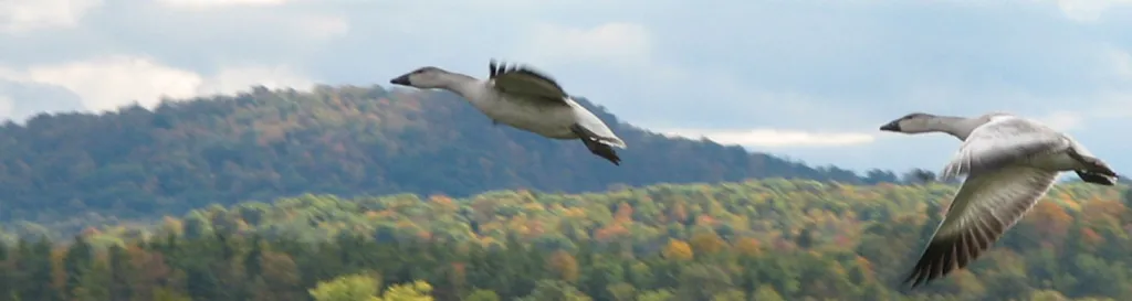 Two snow geese in flight
