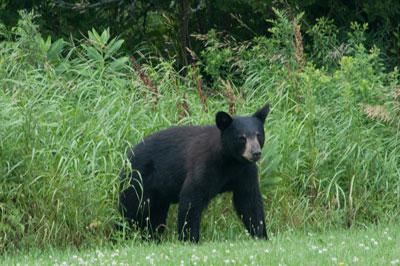 black bear in grass