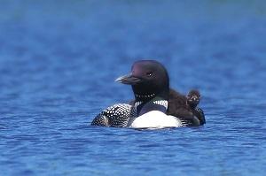 Nesting Loons