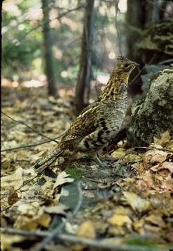 Ruffed Grouse Photo